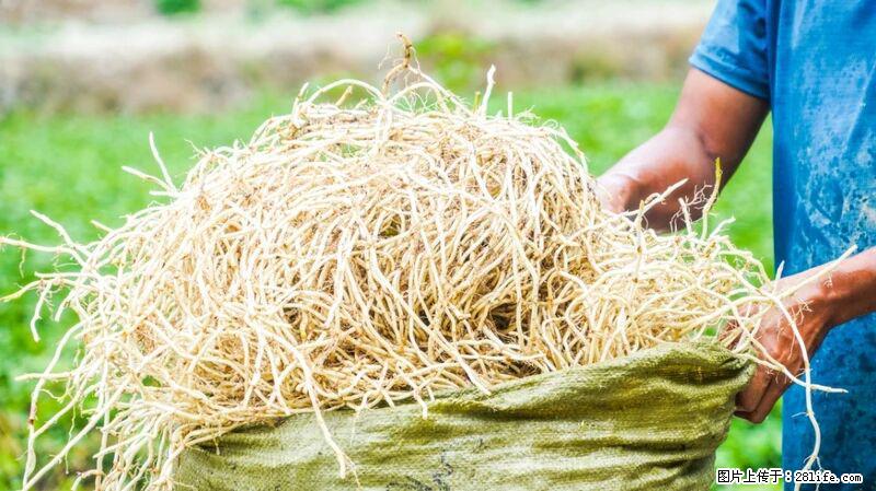 堪称“最难吃”的蔬菜，却是 “抗辐射神器”，还能护肺、清热、止咳化痰！ - 莱芜生活资讯 - 莱芜28生活网 lw.28life.com