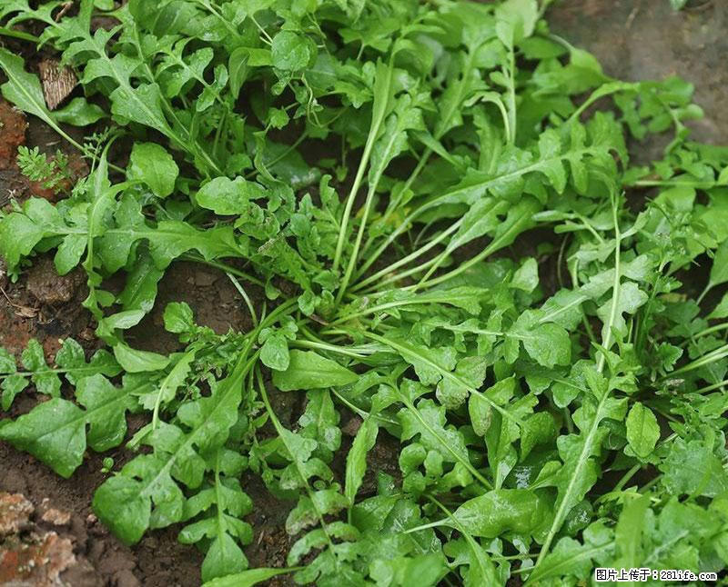 这些蔬菜是“天然钙片”，这6种被医生重点推荐 - 莱芜生活资讯 - 莱芜28生活网 lw.28life.com