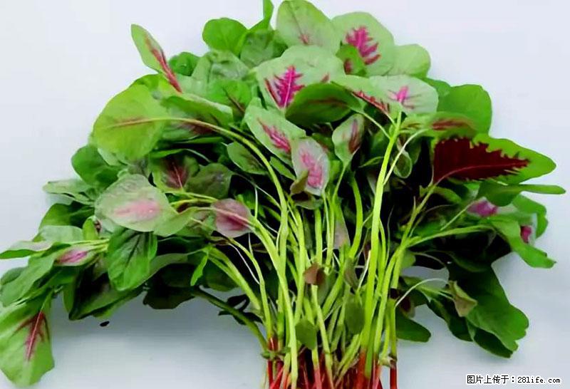 这些蔬菜是“天然钙片”，这6种被医生重点推荐 - 莱芜生活资讯 - 莱芜28生活网 lw.28life.com