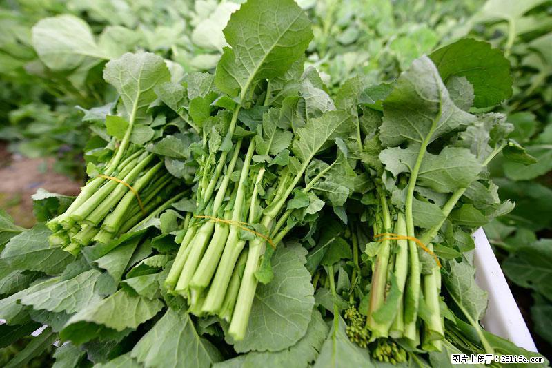 这些蔬菜是“天然钙片”，这6种被医生重点推荐 - 莱芜生活资讯 - 莱芜28生活网 lw.28life.com